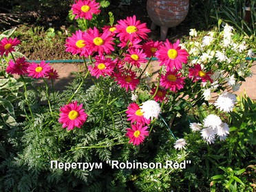 ПЕРЕТРУМ КРАСНЫЙ РОБИНСОН РЕД  (Pyrethrum Robinson Red) 